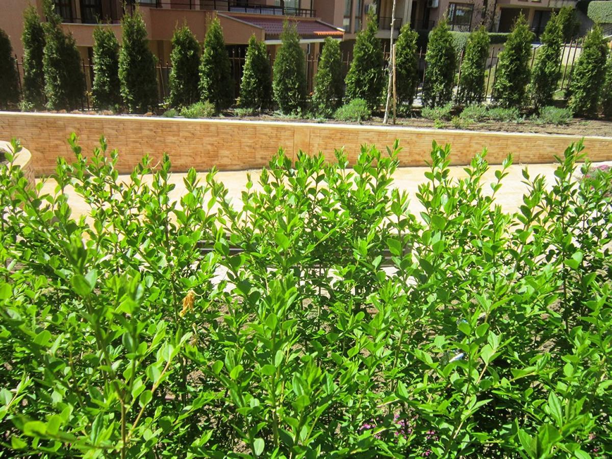 Aparthotel Artur Sveti Vlas Dış mekan fotoğraf